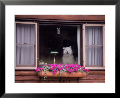 Samoyed Puppy In Window Of Home by Frank Siteman Pricing Limited Edition Print image