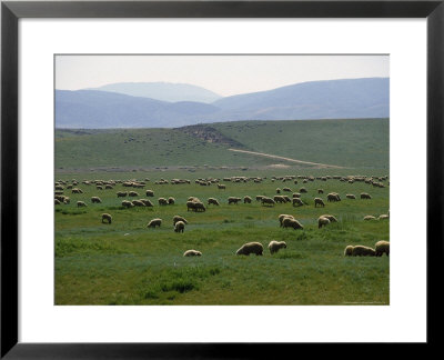 Grazing Sheep Near Lancaster, Pa by Michele Burgess Pricing Limited Edition Print image