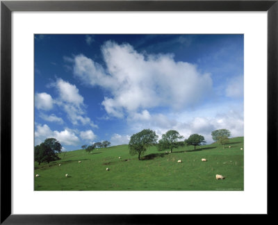 Sheep Near Hadrian's Wall, England by Walter Bibikow Pricing Limited Edition Print image