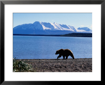 Silhouetted Grizzly Bear Walking Near Water by Robert Franz Pricing Limited Edition Print image