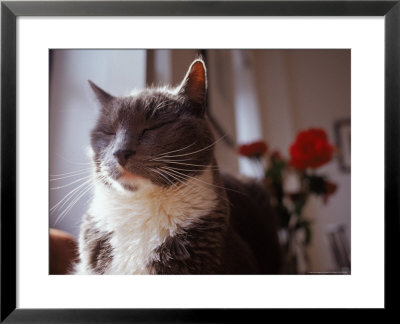 Cat With Eyes Closed With Roses In Background by Debra Cohn-Orbach Pricing Limited Edition Print image
