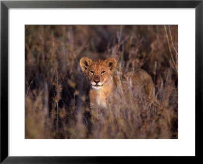 African Lion Cub, Panthera Leo, Tanzania by Robert Franz Pricing Limited Edition Print image