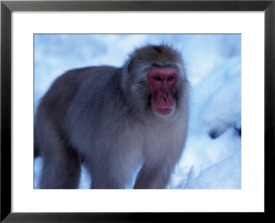 Japanese Macaque, Hell Valley, Nagano, Japan by Ralph Reinhold Pricing Limited Edition Print image