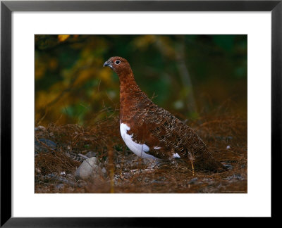 Ptarmigan, Alaska State Bird, Denali National Park In Autumn by Hal Gage Pricing Limited Edition Print image