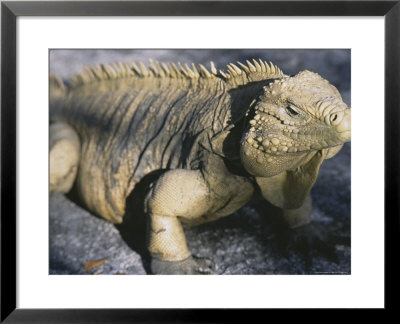 Iguana by Derek Cole Pricing Limited Edition Print image