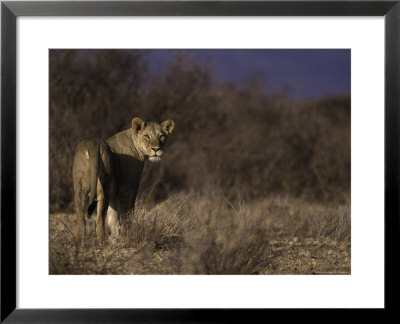 African Lion, Panthera Leo by Robert Franz Pricing Limited Edition Print image