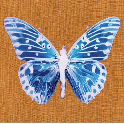 Orange Pop Butterfly by Christine Caldwell Pricing Limited Edition Print image