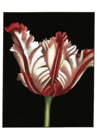 Vibrant Tulips Ii by Ethan Harper Pricing Limited Edition Print image