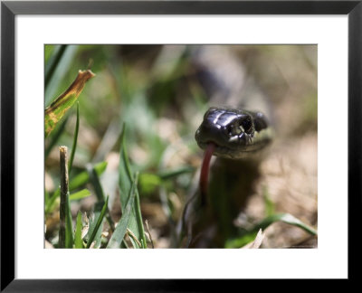 Garter Snake Close-Up In Grass, Bothell, Wa by Jim Corwin Pricing Limited Edition Print image