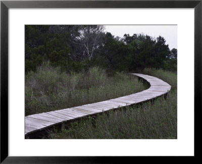 Drummond Point Park Nature Trail, Amelia Island by Jeff Greenberg Pricing Limited Edition Print image