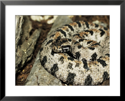 Western Pigmy Rattlesnake, Sistrurus Miliarius by Larry F. Jernigan Pricing Limited Edition Print image