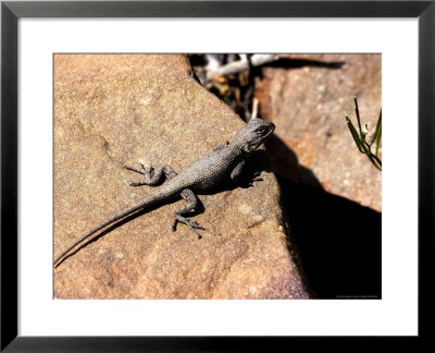Fence Lizard, Sceloporus Undulatus by Larry F. Jernigan Pricing Limited Edition Print image