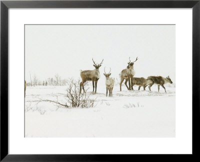 Curious Caribou, Rangifer Tarandus, Churchill, Mb by Yvette Cardozo Pricing Limited Edition Print image