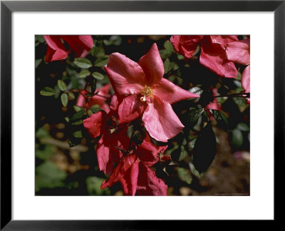 Rosa X Odorata Mutabilis (China Rosa) by David Askham Pricing Limited Edition Print image