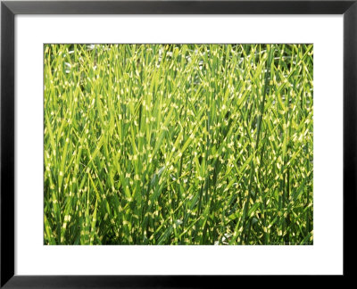 Miscanthus Sinensis, Zebrinus (Zebra Grass), Perennial Grass by Mark Bolton Pricing Limited Edition Print image
