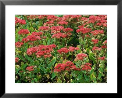Sedum Telephinum (Orpine), Close-Up Of Red Flowers On Green Leaves by Mark Bolton Pricing Limited Edition Print image