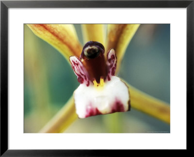 Orchid, Cymbidium (Finlaysoniana), Close-Up Of Flower Head by Ruth Brown Pricing Limited Edition Print image