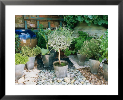 Galvanised Metal Pots Of Thyme, Parsley, Mint And Standard Lavender by Linda Burgess Pricing Limited Edition Print image
