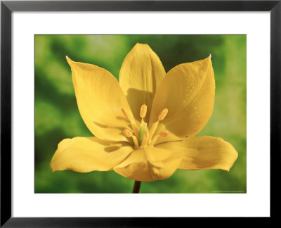 Tulipa Sylvestris (Wild Tulip) Close-Up Of Yellow Flower by Chris Burrows Pricing Limited Edition Print image