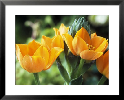 Ornithogalum Dubium: Close-Up Of Orange Flowers by Chris Burrows Pricing Limited Edition Print image