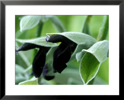 Salvia Discolor by Chris Burrows Pricing Limited Edition Print image