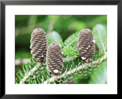 Abies Koreana, Close-Up Of Cones On Branch by Christopher Fairweather Pricing Limited Edition Print image