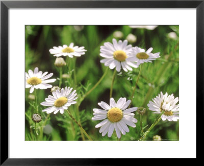 Scentless Mayweed by Bjorn Forsberg Pricing Limited Edition Print image