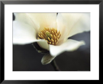 Magnolia Grandiflora Kewness by Hemant Jariwala Pricing Limited Edition Print image