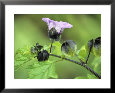 Nicandra Physalodes (Shoo Fly Plant) by Hemant Jariwala Pricing Limited Edition Print image
