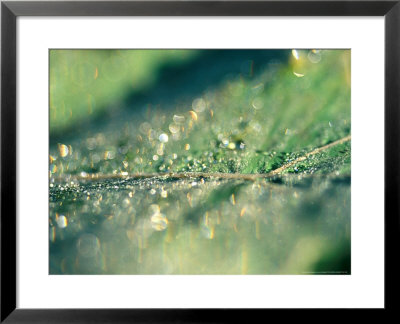 Water Droplets On Rib Of Leaf by Lynn Keddie Pricing Limited Edition Print image