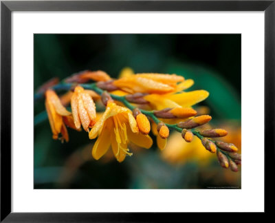 Crocosmia Burford Bronze, Close-Up Of Orange Flowers Covered In Dew by Lynn Keddie Pricing Limited Edition Print image