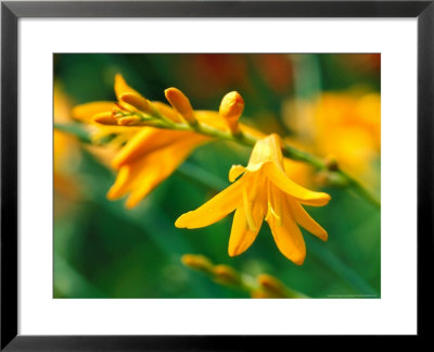 Crocosmia Jennine, Close-Up Of Orange Flowers by Lynn Keddie Pricing Limited Edition Print image