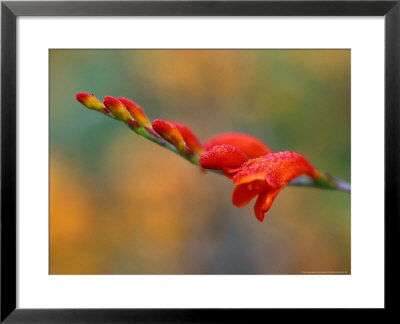 Crocosmia Babylon, Close-Up Of Orange Flower Head by Lynn Keddie Pricing Limited Edition Print image