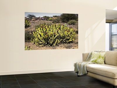 Flowering Desert Cactus In Harraz Mountains by John Pennock Pricing Limited Edition Print image