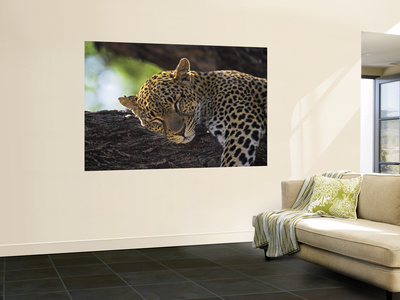 Leopard Sleeping On Branch by Andy Rouse Pricing Limited Edition Print image