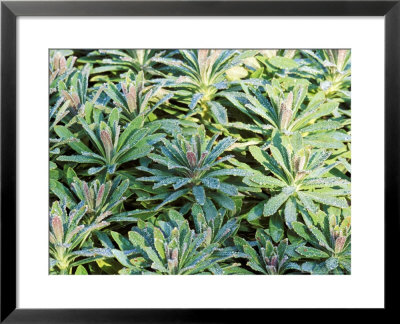Euphorbia Martinii, Close-Up Of Green Foliage by Lynn Keddie Pricing Limited Edition Print image