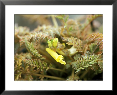 Corydalis Chelanthifolia by Lynn Keddie Pricing Limited Edition Print image