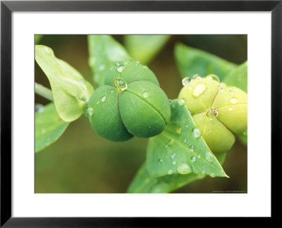 Caper Spurge by Lynn Keddie Pricing Limited Edition Print image