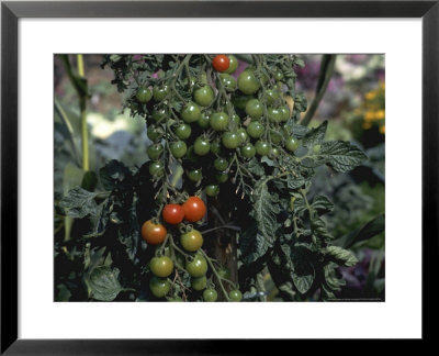 Cherry Tomato Sweet 100 by Michele Lamontagne Pricing Limited Edition Print image