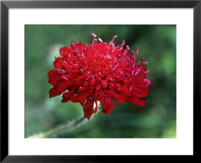 Knautia Macedonica, Close-Up Of Red Flower by Fiona Mcleod Pricing Limited Edition Print image