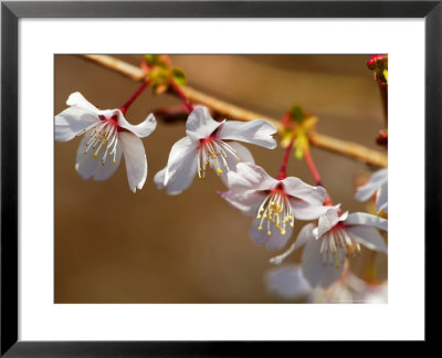 Ornamental Cherry by Susie Mccaffrey Pricing Limited Edition Print image