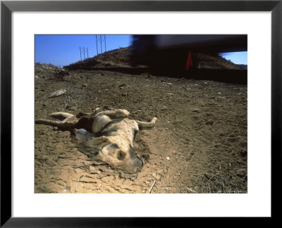Roadkill, Baja California, Mexico by Tobias Bernhard Pricing Limited Edition Print image
