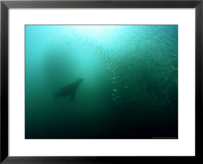 Cape Fur Seal, Hunting, South Africa by Tobias Bernhard Pricing Limited Edition Print image