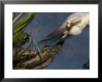 Brushtail Opossum, Leaping, New Zealand by Tobias Bernhard Pricing Limited Edition Print image