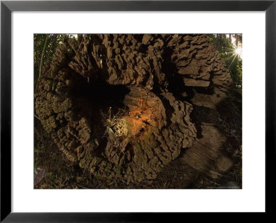 Cave Wetas In Log, New Zealand by Tobias Bernhard Pricing Limited Edition Print image