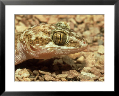 Ground Gecko, Madagascar by Andrew Bee Pricing Limited Edition Print image