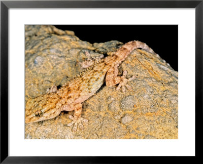Moorish Gecko, Young Specimen, Italy by Emanuele Biggi Pricing Limited Edition Print image