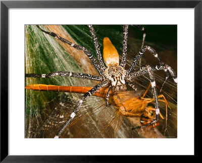 Nursery-Web Spider, Female Eating Crocothemis Species Of Dragonfly, Burkina Faso by Emanuele Biggi Pricing Limited Edition Print image