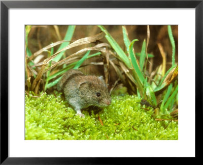 Field Vole, Microtus Agrestis by David Boag Pricing Limited Edition Print image