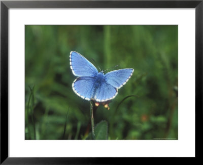Adonis Blue, Lysadra Bellargus by David Boag Pricing Limited Edition Print image
